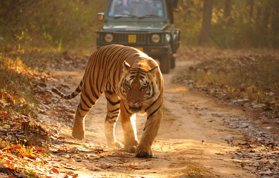 Rajasthan Wildlife Tour