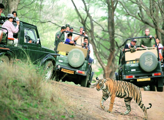 Jeep Safari