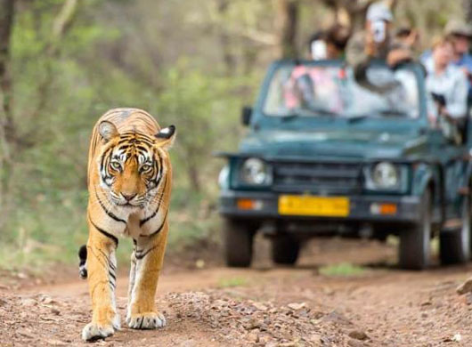 Ranthambore National Park